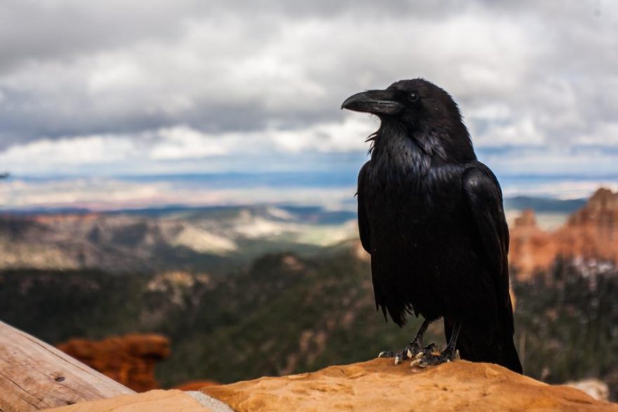 The Raven essay